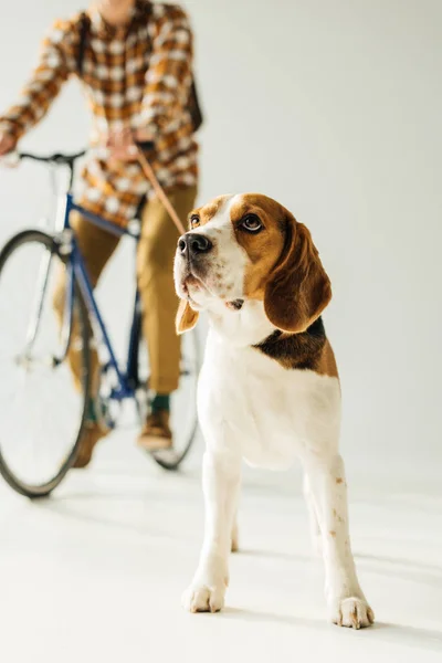 Cropped image of bicycler with cute beagle on white — Stock Photo