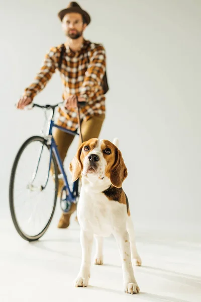 Bicycler standing with cute beagle on white — Stock Photo