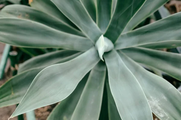 Nahaufnahme einer Pflanze mit grünen Blättern — Stockfoto