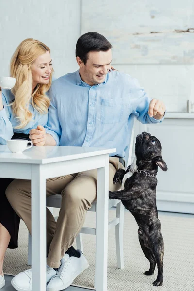 Casal beber café e brincar com buldogue francês por mesa de cozinha — Fotografia de Stock