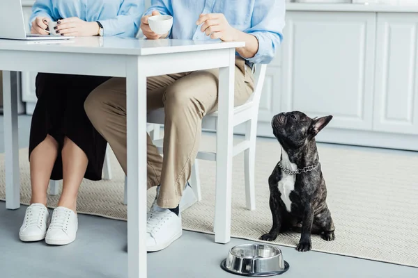 Lindo bulldog francés mirando a los propietarios por mesa con el ordenador portátil - foto de stock