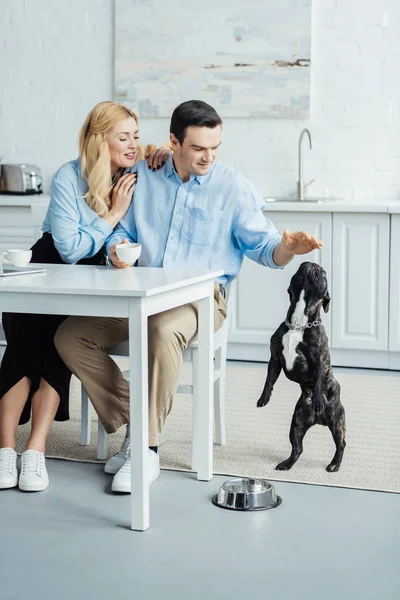 Hombre y mujer tomando café y jugando con su perro en la cocina - foto de stock