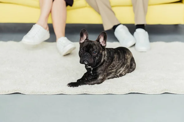 Frenchie dog resting on the floor by his owners — Stock Photo