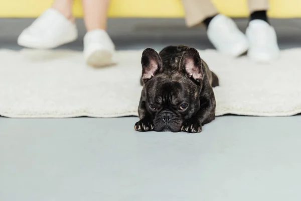 Divertido bulldog francés tirado en el suelo por sus dueños - foto de stock