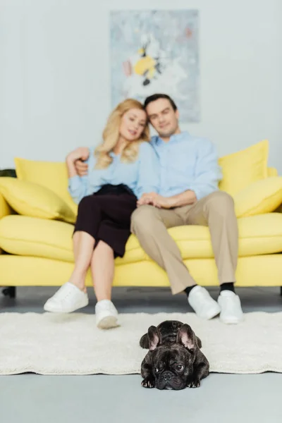 Brindle Frenchie chien couché sur le sol par ses propriétaires assis sur le canapé — Photo de stock