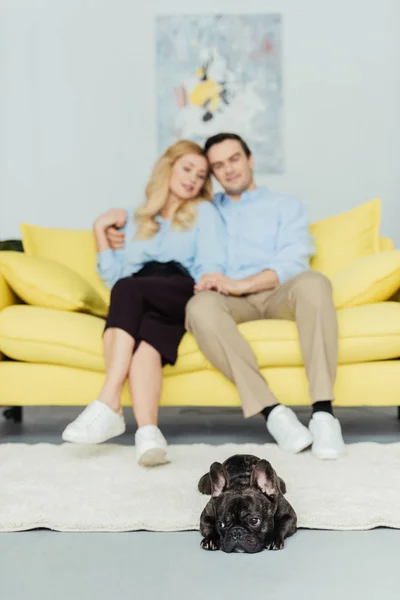 Brindle Frenchie dog lying on floor by his owners sitting on sofa — Stock Photo