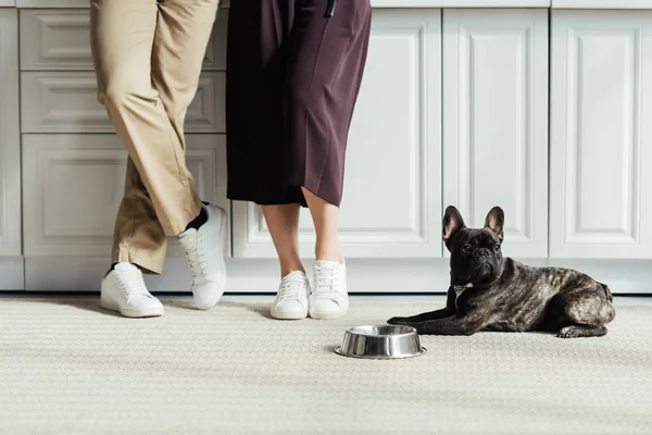 Cão — Fotografia de Stock