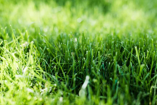 Grass — Stock Photo