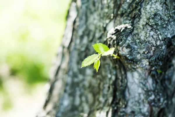 Jeunes feuilles vertes sur le tronc d'arbre — Photo de stock