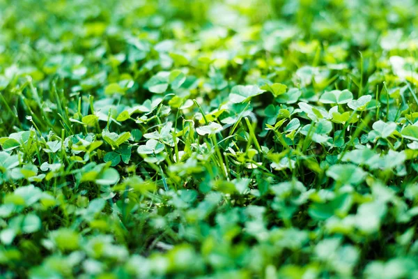 Pré vert d'été avec des plantes de trèfle — Photo de stock