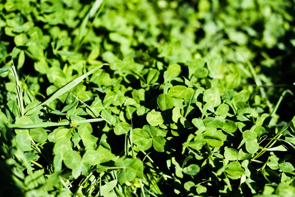 Feuilles de trèfle vert sur prairie d'été — Photo de stock