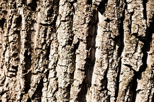 Rough brown tree bark texture — Stock Photo