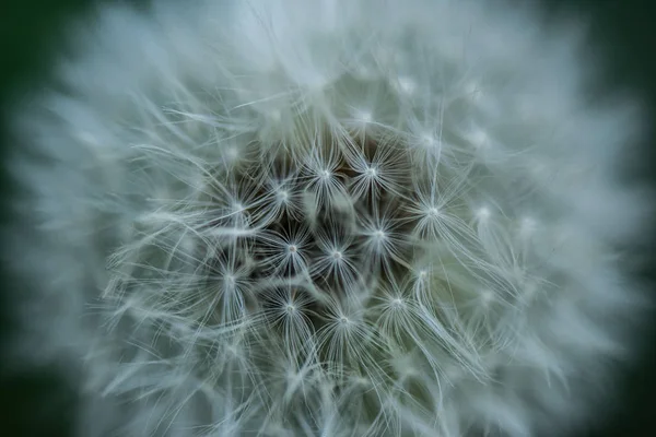 Vue rapprochée du fond de pissenlit tendre — Photo de stock