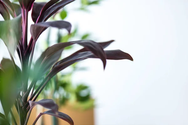 Close up view of houseplant with long leaves and blurred background — Stock Photo