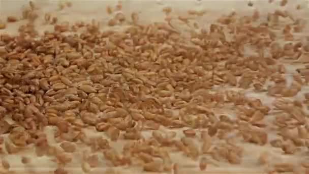 Wheat grains falling on wooden table, top view. Slow motion — Stock Video