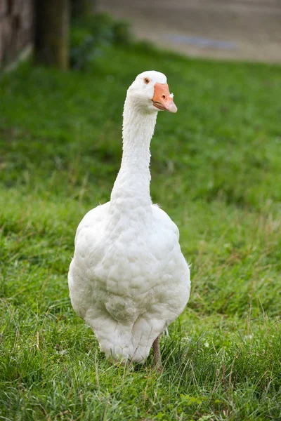 Soportes de ganso blanco sobre hierba verde — Foto de Stock