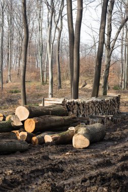 woodpille yetiştirilip Avrupa ormandaki