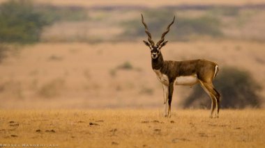 Rollapadu kuş Sanctuary, blackbuck.