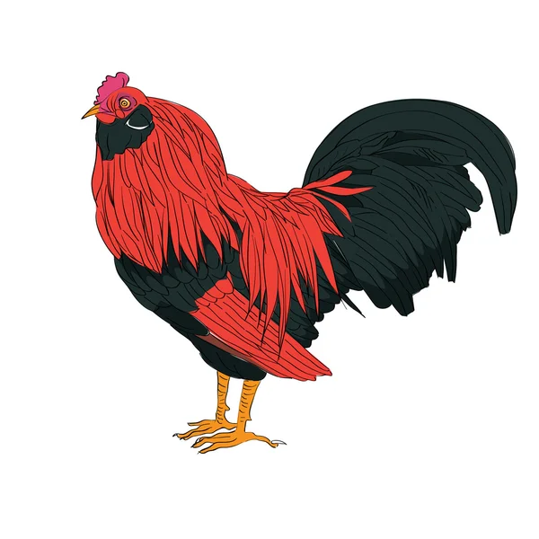검정과 빨강 닭 — 스톡 사진