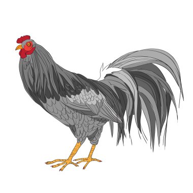 gri siyah beyaz horoz