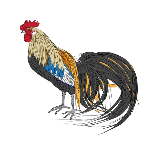 black tail rooster