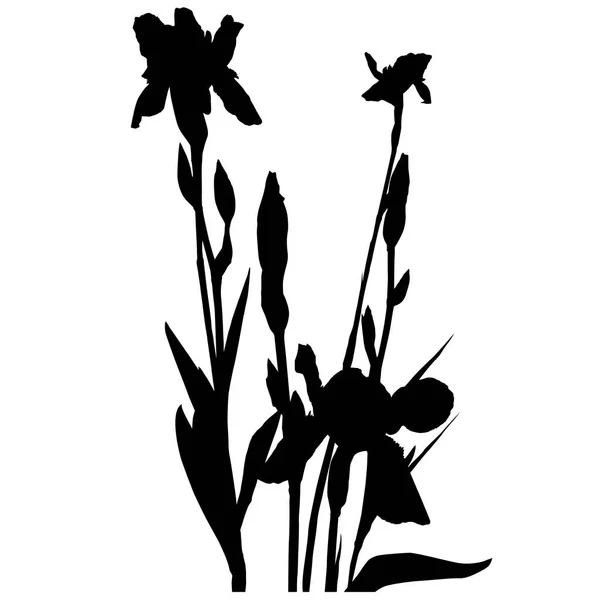 Trois iris silhouette — Photo