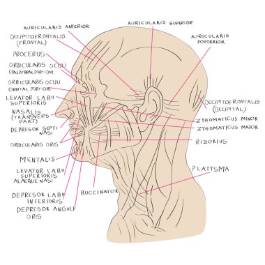 baş kasları yanal renk