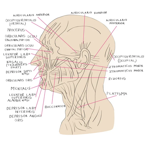 Músculos de la cabeza color lateral —  Fotos de Stock