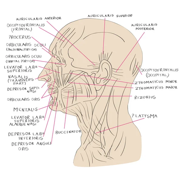 Huvud muskler laterala färg — Stockfoto