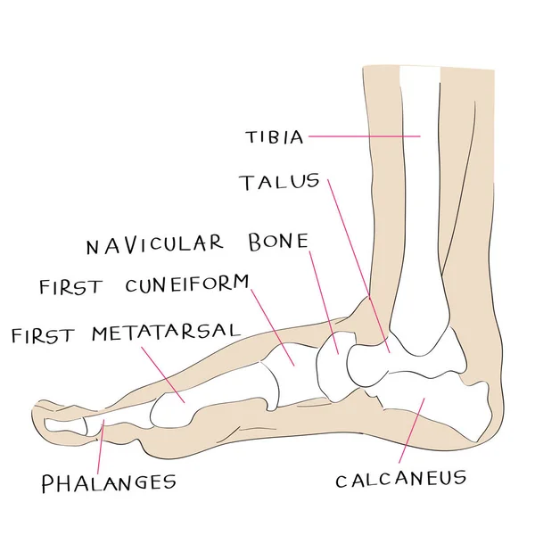 Iç yan görünümü ayak kemik rengi — Stok fotoğraf
