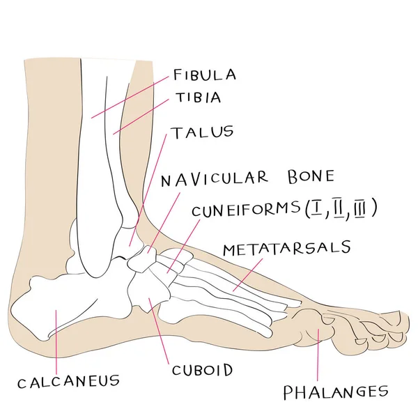 Vista lateral ossos do pé cor — Fotografia de Stock