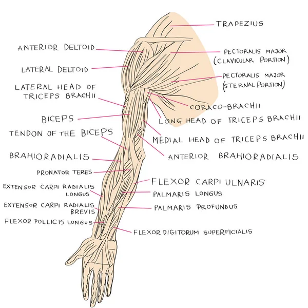 Músculos da cor do braço — Fotografia de Stock