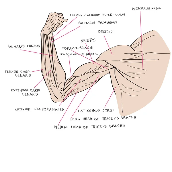 Muscles de la couleur du bras — Photo