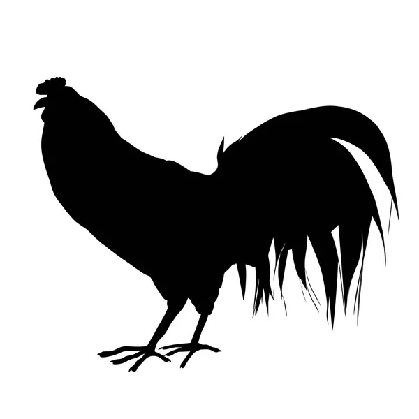 Farm rooster silhouette — Stock Photo, Image