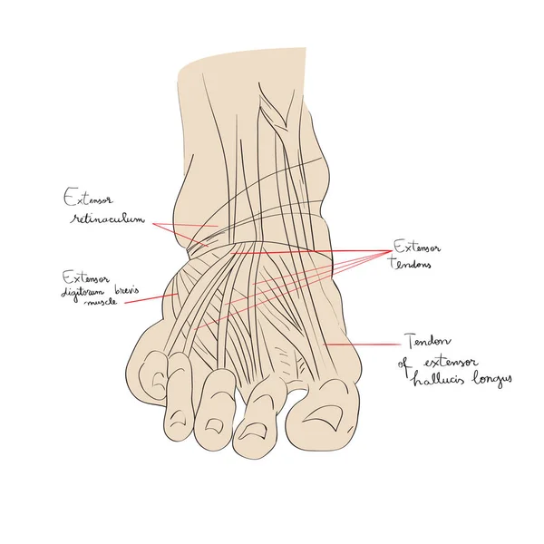 Colore tendini del piede — Foto Stock