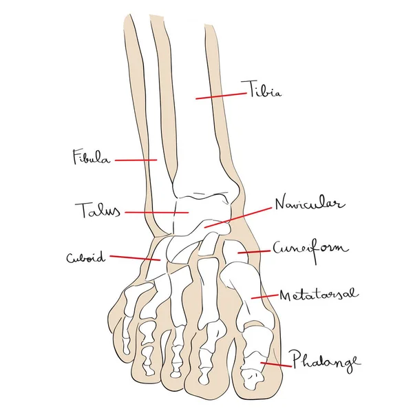 Vista frontale piede ossa testo — Foto Stock