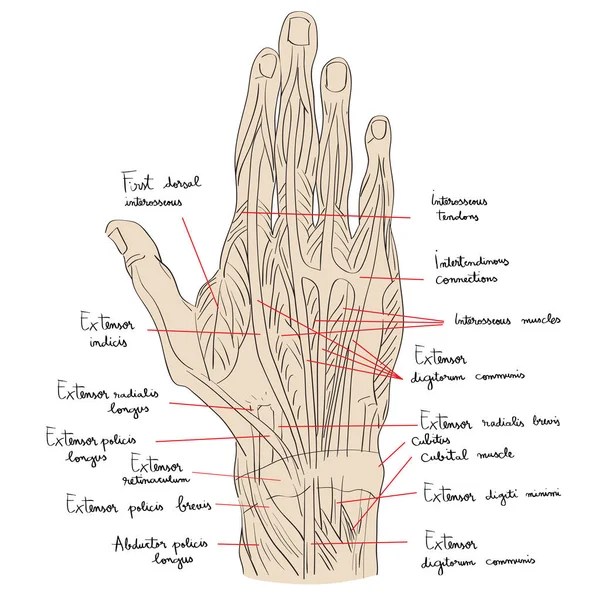 Mano dorsale muscoli colore — Foto Stock