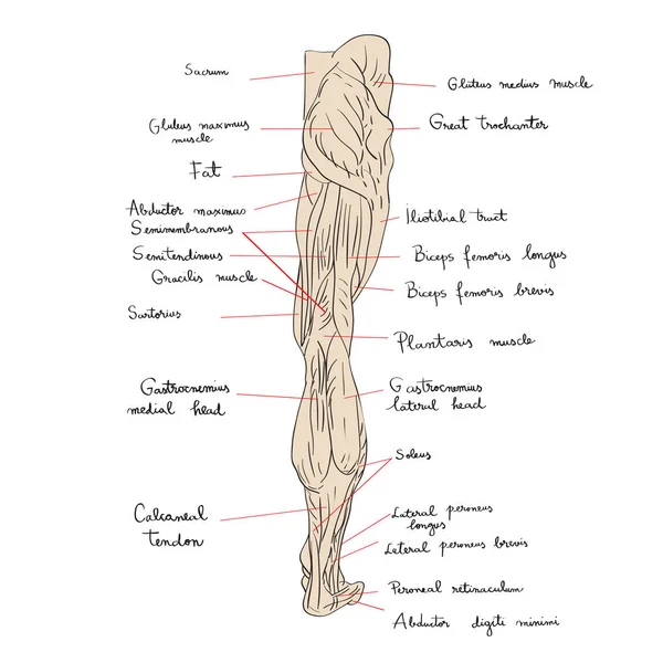 Muscoli delle gambe indietro testo — Foto Stock