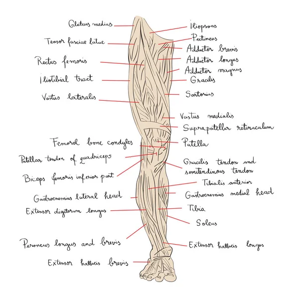 Muscles des jambes couleur avant — Photo