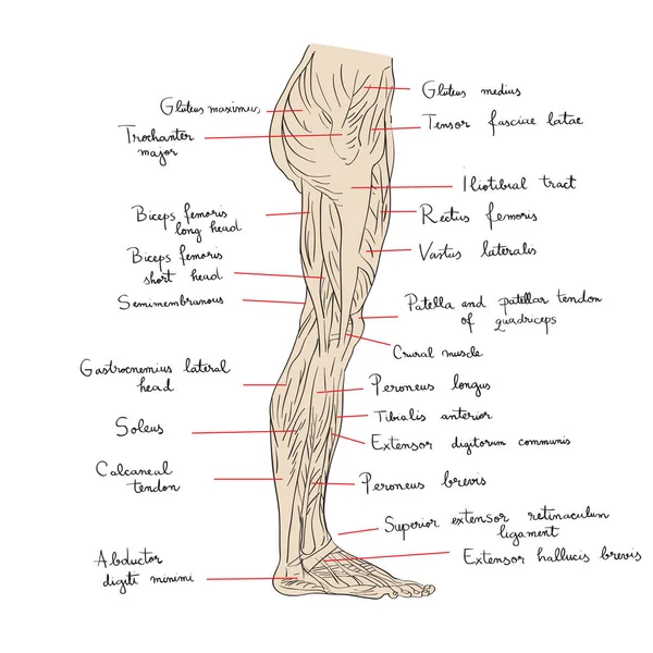 Músculos da perna texto lateral — Fotografia de Stock