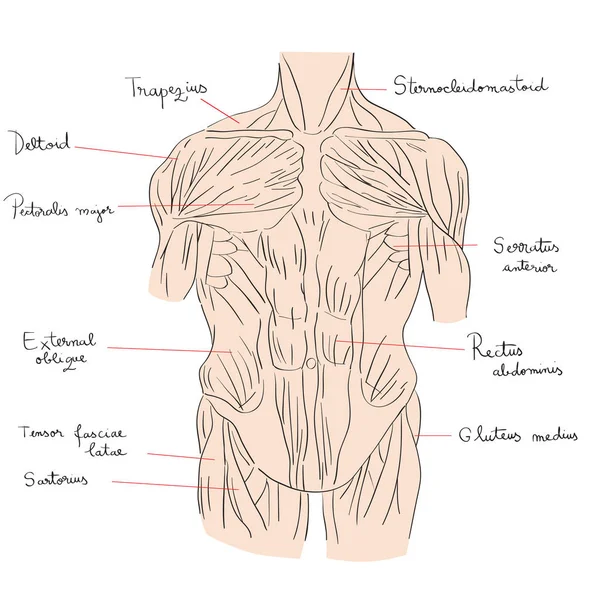 Músculos del torso color delantero —  Fotos de Stock