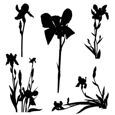 Iris siluetleri serisi