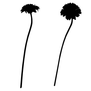 iki gerbera siluetleri