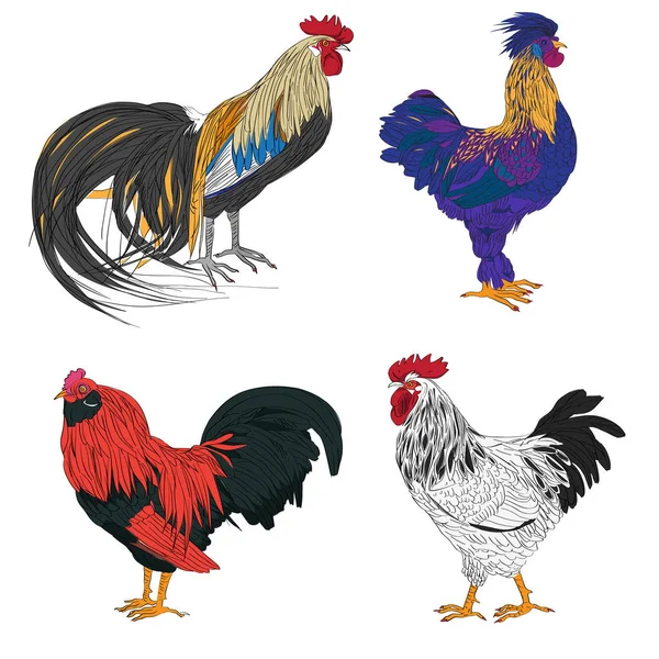 Gekleurde hanen serie — Stockfoto