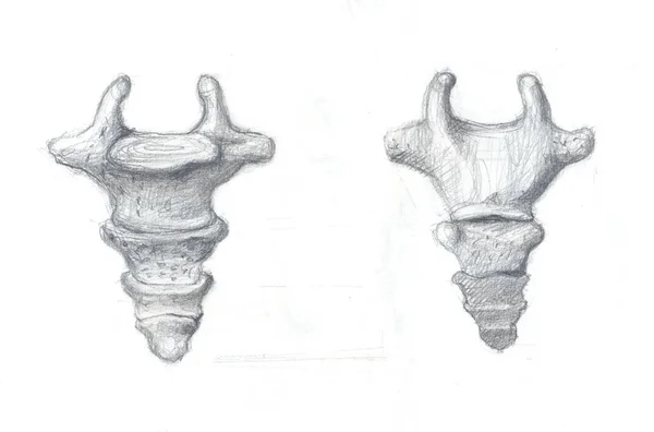 Coccyx vertebra drawing — Stock Photo, Image