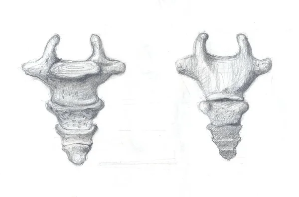 Steißbeinwirbelzeichnung — Stockfoto