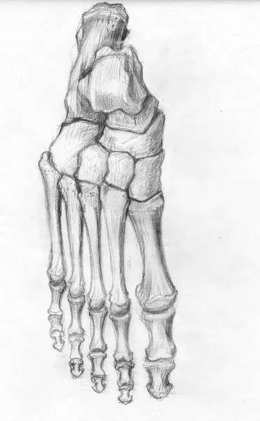 Frontale voet botten — Stockfoto
