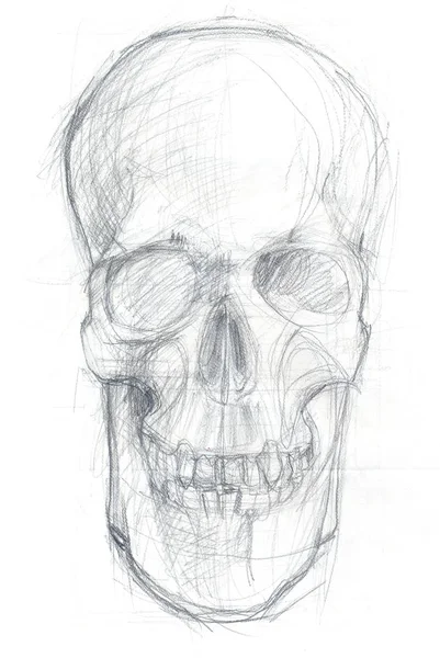 Frontal skull sketch — Stock Photo, Image