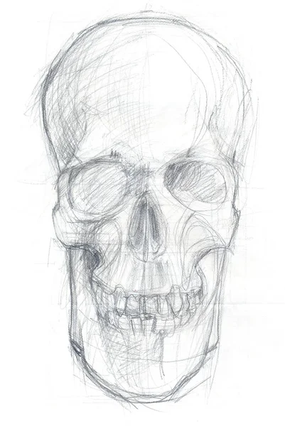 frontal skull sketch