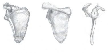 insan kürek kemiği sayısı